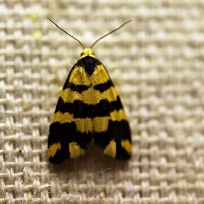 Thallarcha partita (Dark-banded Footman) at O'Connor, ACT - 11 Oct 2017 by ibaird