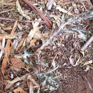 Senecio quadridentatus at Hughes, ACT - 14 Oct 2017