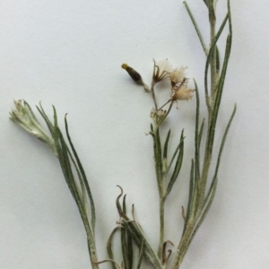 Senecio quadridentatus at Hughes, ACT - 14 Oct 2017