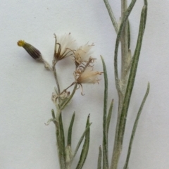 Senecio quadridentatus at Hughes, ACT - 14 Oct 2017