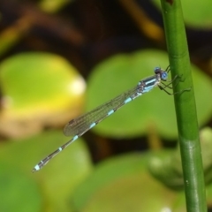 Austrolestes leda (Wandering Ringtail) at Mogo State Forest - 11 Oct 2017 by roymcd