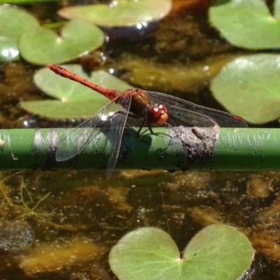 Diplacodes bipunctata (Wandering Percher) at Mogo State Forest - 11 Oct 2017 by roymcd