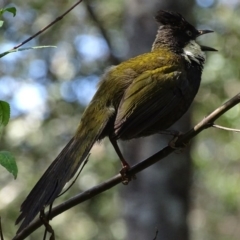 Psophodes olivaceus (Eastern Whipbird) at Mogo, NSW - 12 Oct 2017 by roymcd