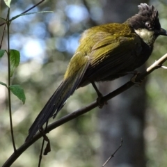 Psophodes olivaceus at Mogo, NSW - 12 Oct 2017