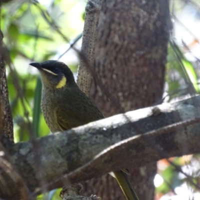 Meliphaga lewinii (Lewin's Honeyeater) at Mogo State Forest - 11 Oct 2017 by roymcd