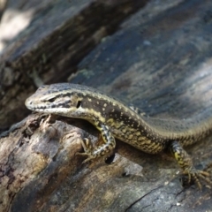 Eulamprus heatwolei (Yellow-bellied Water Skink) at Mogo State Forest - 12 Oct 2017 by roymcd