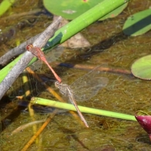 Diplacodes bipunctata at Mogo, NSW - 12 Oct 2017