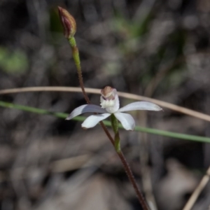 Caladenia moschata at Nanima, NSW - 13 Oct 2017