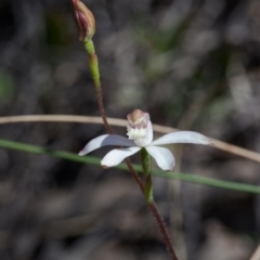 Caladenia moschata at Nanima, NSW - 13 Oct 2017