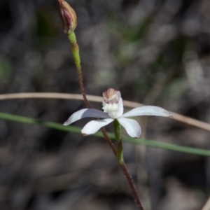 Caladenia moschata at Nanima, NSW - 13 Oct 2017