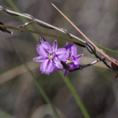 Thysanotus patersonii (Twining Fringe Lily) at Murrumbateman, NSW - 13 Oct 2017 by SallyandPeter