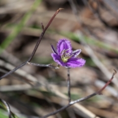 Thysanotus patersonii at Murrumbateman, NSW - 13 Oct 2017