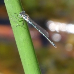 Austrolestes psyche (Cup Ringtail) at Mogo State Forest - 12 Oct 2017 by roymcd