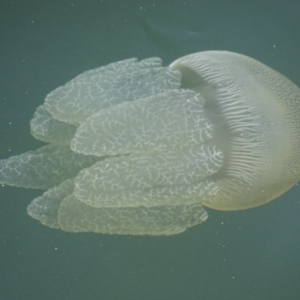 Catostylus mosaicus at Batemans Marine Park - 12 Oct 2017