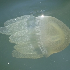 Catostylus mosaicus at Batemans Marine Park - 12 Oct 2017