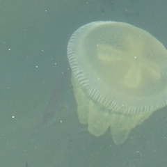 Catostylus mosaicus at Batemans Marine Park - 12 Oct 2017