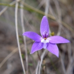 Glossodia major (Wax Lip Orchid) at Canberra Central, ACT - 14 Oct 2017 by ClubFED
