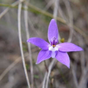 Glossodia major at Canberra Central, ACT - 14 Oct 2017