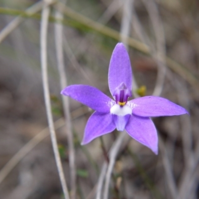 Glossodia major (Wax Lip Orchid) at Canberra Central, ACT - 14 Oct 2017 by ClubFED