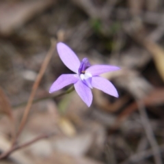 Glossodia major (Wax Lip Orchid) at Canberra Central, ACT - 14 Oct 2017 by ClubFED