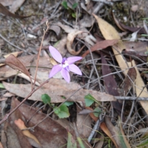 Glossodia major at Canberra Central, ACT - 14 Oct 2017