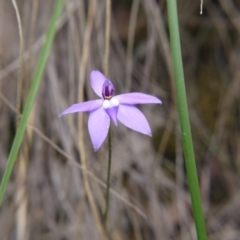 Glossodia major (Wax Lip Orchid) at Canberra Central, ACT - 14 Oct 2017 by ClubFED