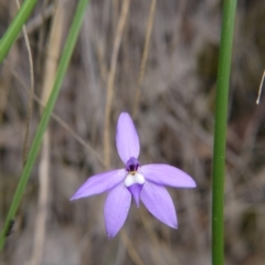 Glossodia major at Canberra Central, ACT - 14 Oct 2017