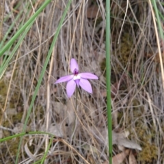 Glossodia major at Canberra Central, ACT - 14 Oct 2017