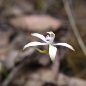 Caladenia ustulata at Canberra Central, ACT - suppressed