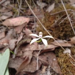 Caladenia ustulata at Canberra Central, ACT - suppressed