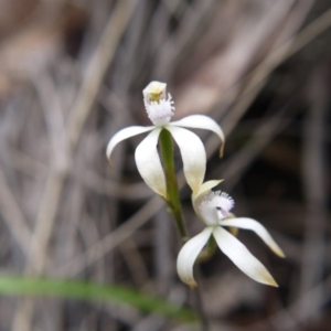 Caladenia ustulata at Canberra Central, ACT - 14 Oct 2017