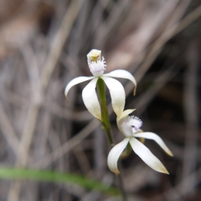 Caladenia ustulata (Brown Caps) at Canberra Central, ACT - 14 Oct 2017 by ClubFED