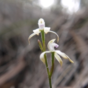 Caladenia ustulata at Canberra Central, ACT - 14 Oct 2017
