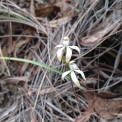 Caladenia ustulata at Canberra Central, ACT - suppressed