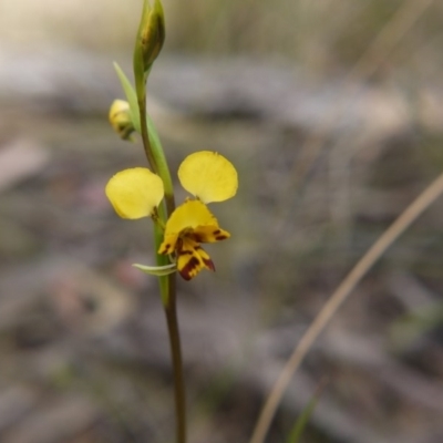 Diuris nigromontana (Black Mountain Leopard Orchid) at Acton, ACT - 14 Oct 2017 by ClubFED