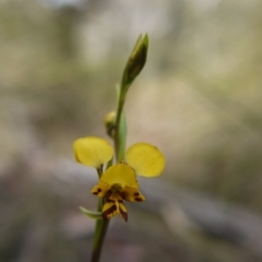 Diuris nigromontana at Acton, ACT - 14 Oct 2017