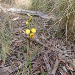 Diuris nigromontana at Acton, ACT - 14 Oct 2017