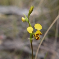 Diuris nigromontana at Acton, ACT - 14 Oct 2017