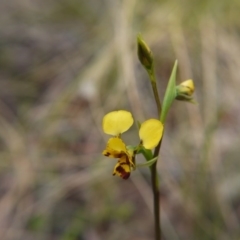 Diuris nigromontana at Acton, ACT - suppressed