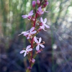 Stylidium graminifolium (Grass Triggerplant) at Theodore, ACT - 8 Dec 2000 by michaelb