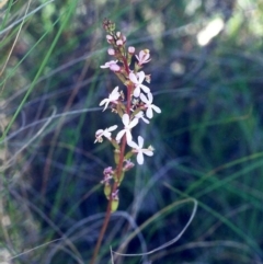 Stylidium graminifolium at Theodore, ACT - 9 Dec 2000 12:00 AM