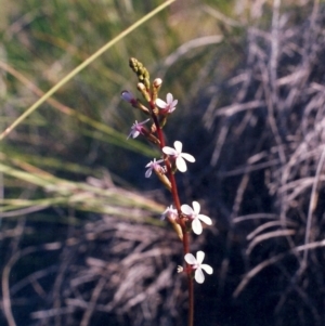 Stylidium graminifolium at Theodore, ACT - 22 Nov 2005