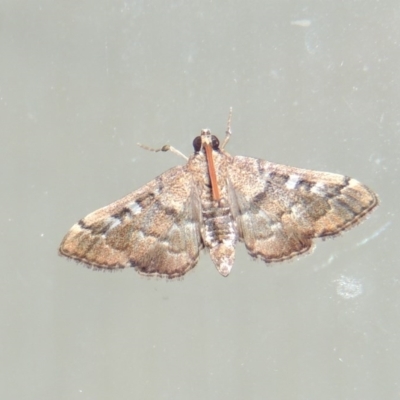 Nacoleia rhoeoalis (A Crambid moth (Spilomelinae) at Conder, ACT - 10 Mar 2016 by MichaelBedingfield