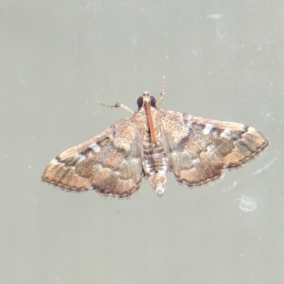 Nacoleia rhoeoalis (Spilomelinae) at Conder, ACT - 9 Mar 2016 by michaelb