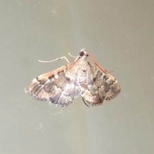 Nacoleia rhoeoalis at Conder, ACT - 10 Mar 2016