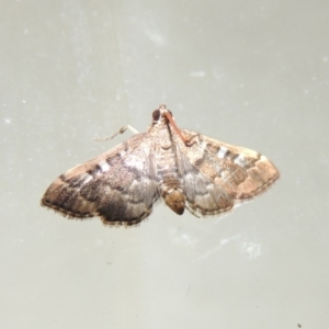 Nacoleia rhoeoalis at Conder, ACT - 10 Mar 2016 12:00 AM