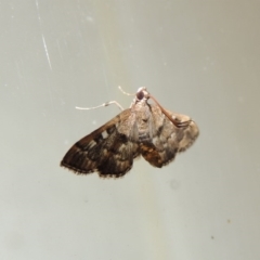 Nacoleia rhoeoalis at Conder, ACT - 10 Mar 2016 12:00 AM