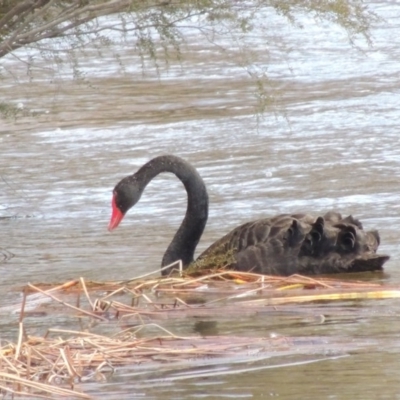 Cygnus atratus (Black Swan) at Paddys River, ACT - 8 Jul 2017 by MichaelBedingfield