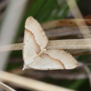 Anachloris subochraria at Molonglo Valley, ACT - 27 Sep 2017