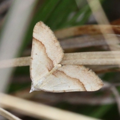 Anachloris subochraria (Golden Grass Carpet (Ennominae)) at Molonglo Valley, ACT - 27 Sep 2017 by HarveyPerkins
